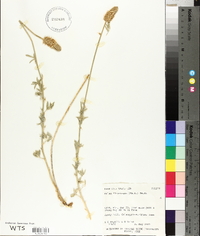 Dalea flavescens image