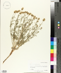 Dalea flavescens image