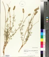 Dalea flavescens image