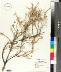 Dalea polyadenia image