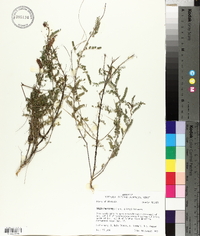 Dalea phleoides image