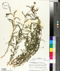 Dalea phleoides var. microphylla image