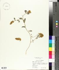 Dalea mollis image