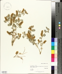 Dalea mollis image