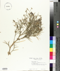 Psorothamnus spinosus image