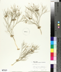 Psorothamnus spinosus image