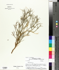 Psorothamnus spinosus image