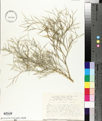 Psorothamnus spinosus image