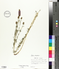 Dalea purpurea image