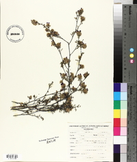 Dalea saffordii image