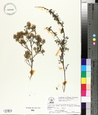 Dalea saffordii image