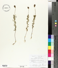 Dalea reclinata image
