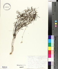 Dalea filiciformis image