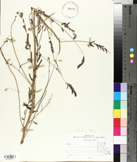 Daubentonia texana image