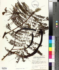 Delonix regia image