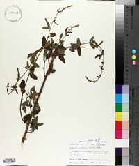 Desmodium glabellum image