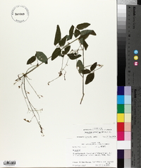 Desmodium glabellum image