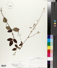 Desmodium glabellum image