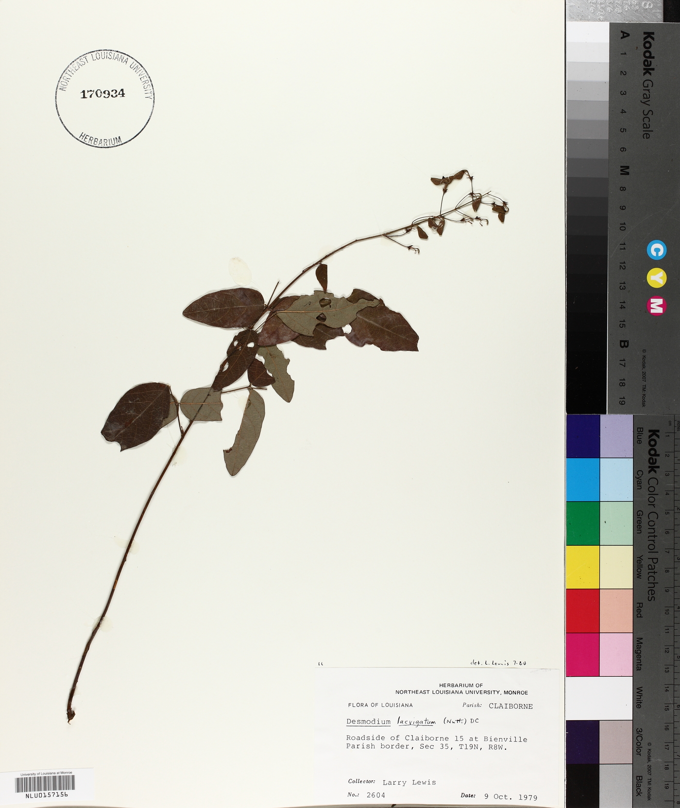 Desmodium laevigatum image