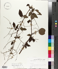 Desmodium laevigatum image