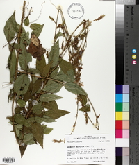 Desmodium laevigatum image