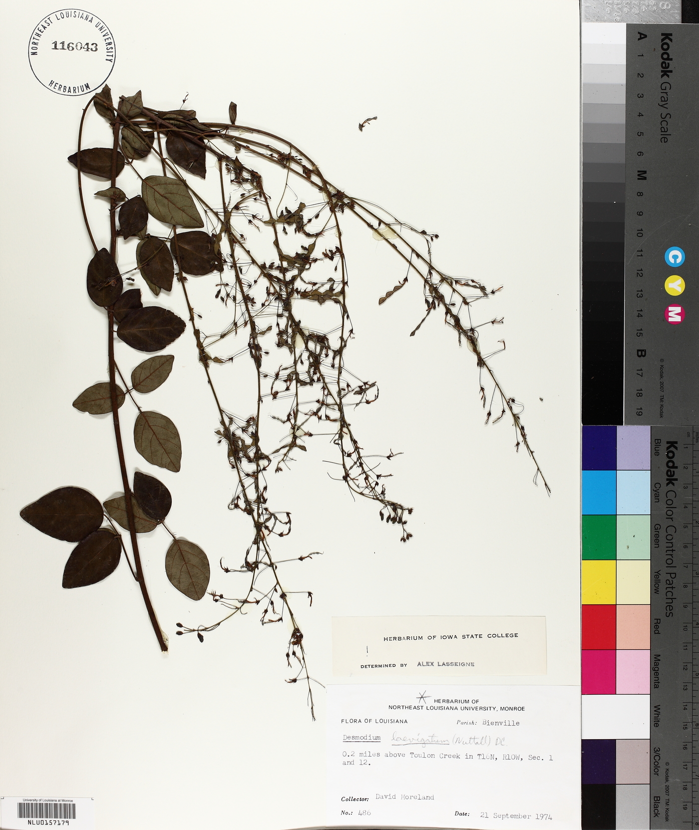 Desmodium laevigatum image