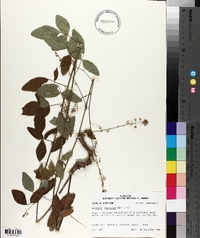 Desmodium laevigatum image