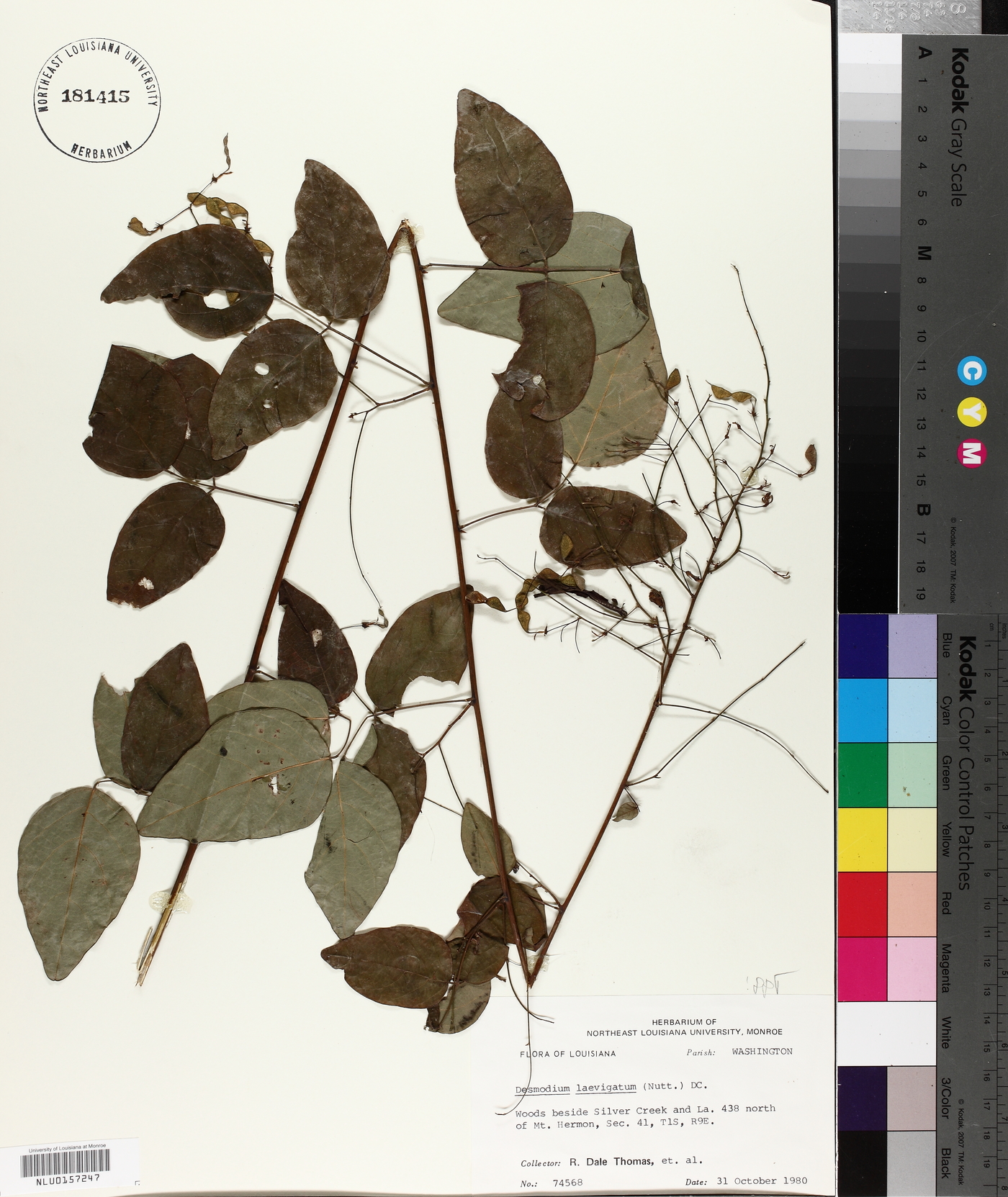 Desmodium laevigatum image