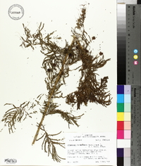 Desmanthus illinoensis image