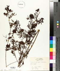 Desmanthus illinoensis image