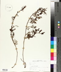 Desmanthus illinoensis image