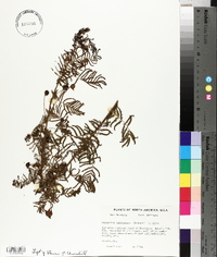 Desmanthus illinoensis image
