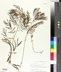 Desmanthus illinoensis image