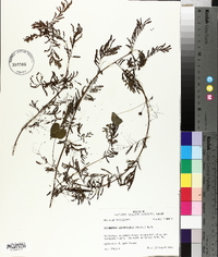 Desmanthus illinoensis image