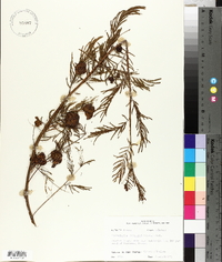 Desmanthus illinoensis image
