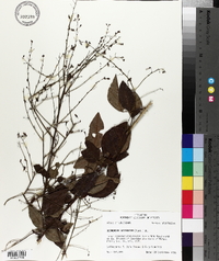 Desmodium laevigatum image