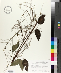 Desmodium laevigatum image