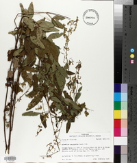 Desmodium laevigatum image