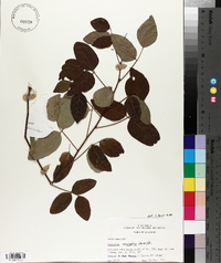 Desmodium laevigatum image