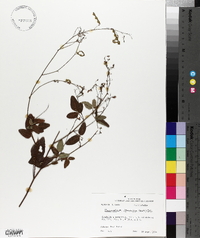 Desmodium laevigatum image