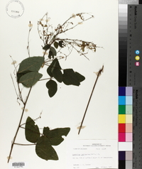 Desmodium laevigatum image