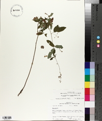 Desmodium laevigatum image