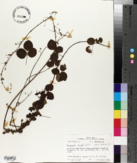 Desmodium marilandicum image