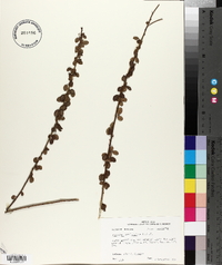 Desmodium marilandicum image