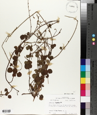 Desmodium lineatum image