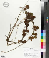 Desmodium lineatum image