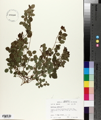 Desmodium lineatum image