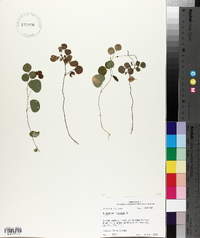 Desmodium lineatum image