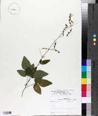 Desmodium perplexum image