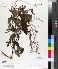 Desmodium perplexum image